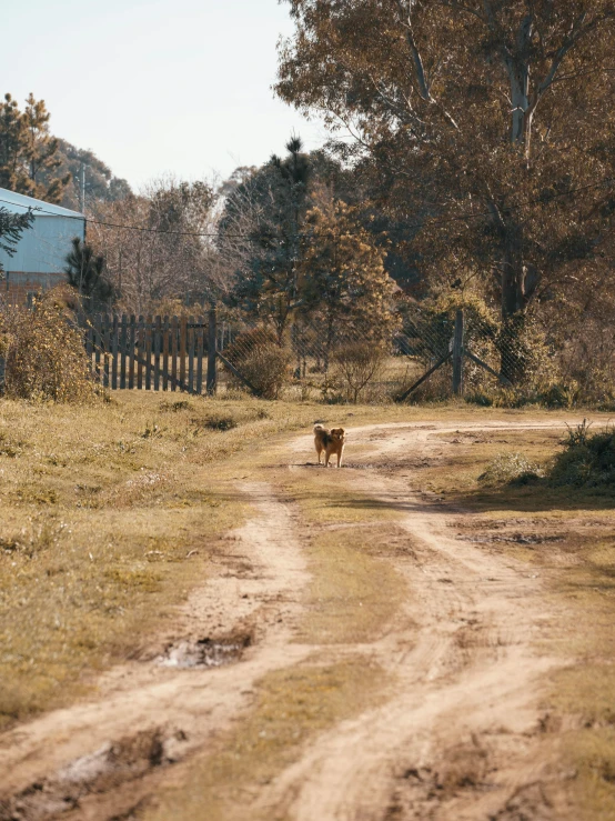 a dog standing on the side of a dirt road near trees