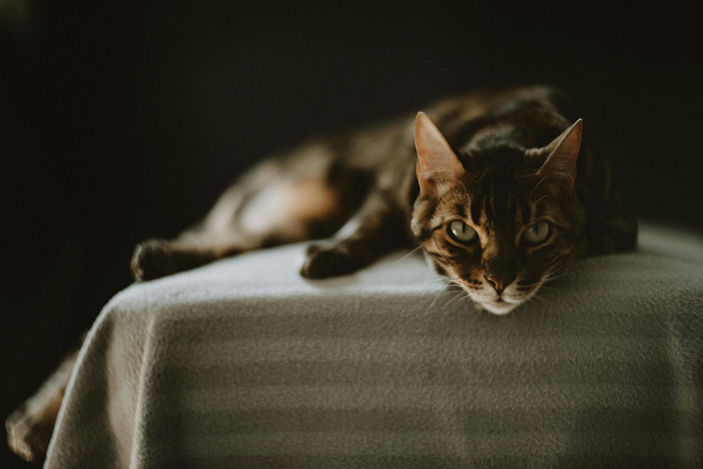 a cat lies down on the table while looking at the camera