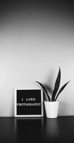 black and white pograph of a potted plant on a table