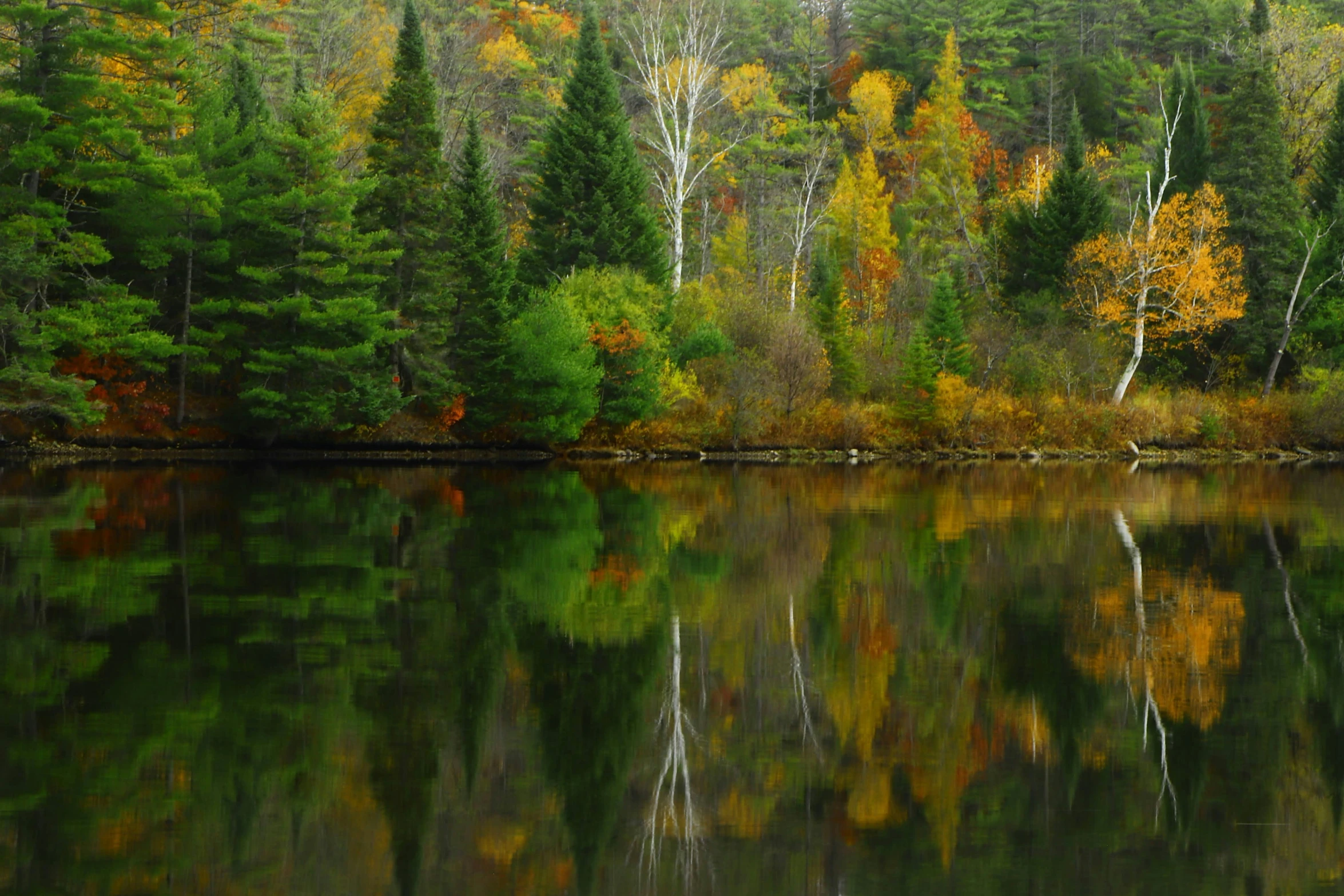 the trees and the water reflect brightly colors in the autumn