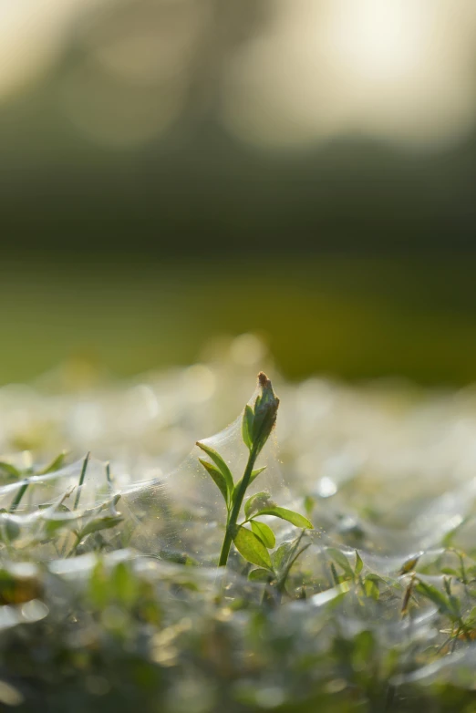 the grass and dirt is covered with water droplets