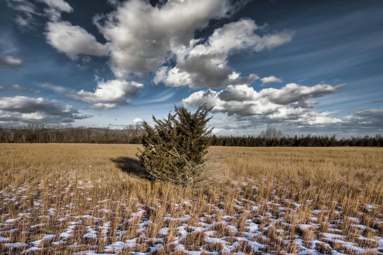 a barren field with a lone green bush under cloudy skies