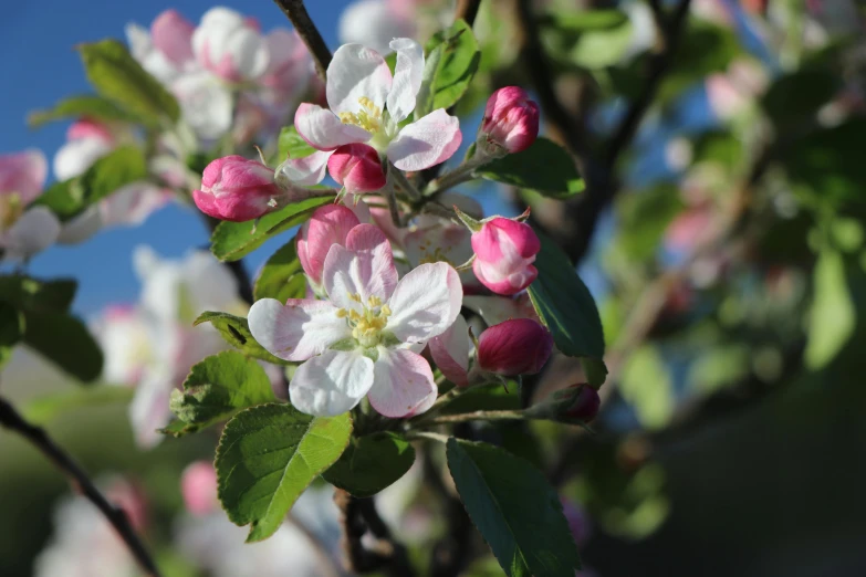 a close up of a tree with pink and white flowers