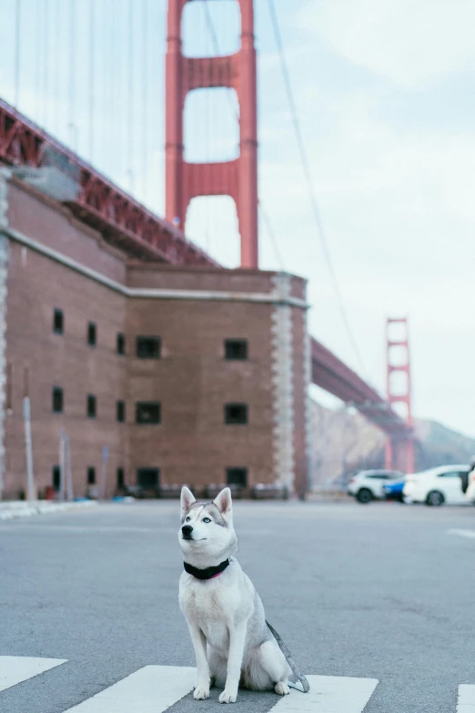 a dog sitting in the middle of a road next to a big bridge