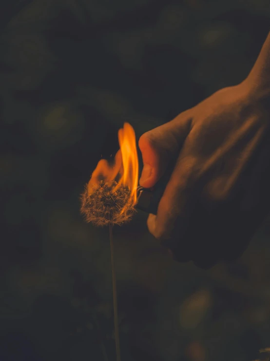 a person holding a tiny flower with flames coming out of it