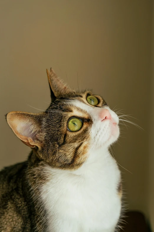 a small cat has it's head tilted back looking up