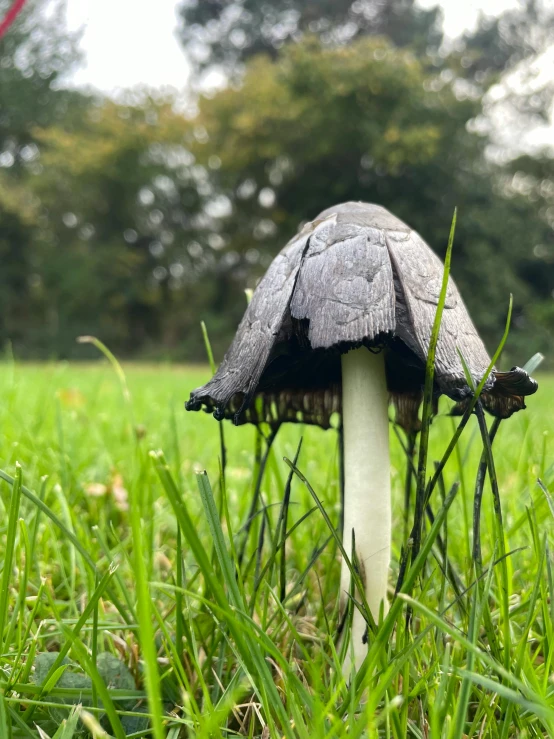 a small black and white mushroom in the middle of the grass