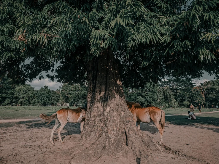 two horses standing by a very large tree in the shade