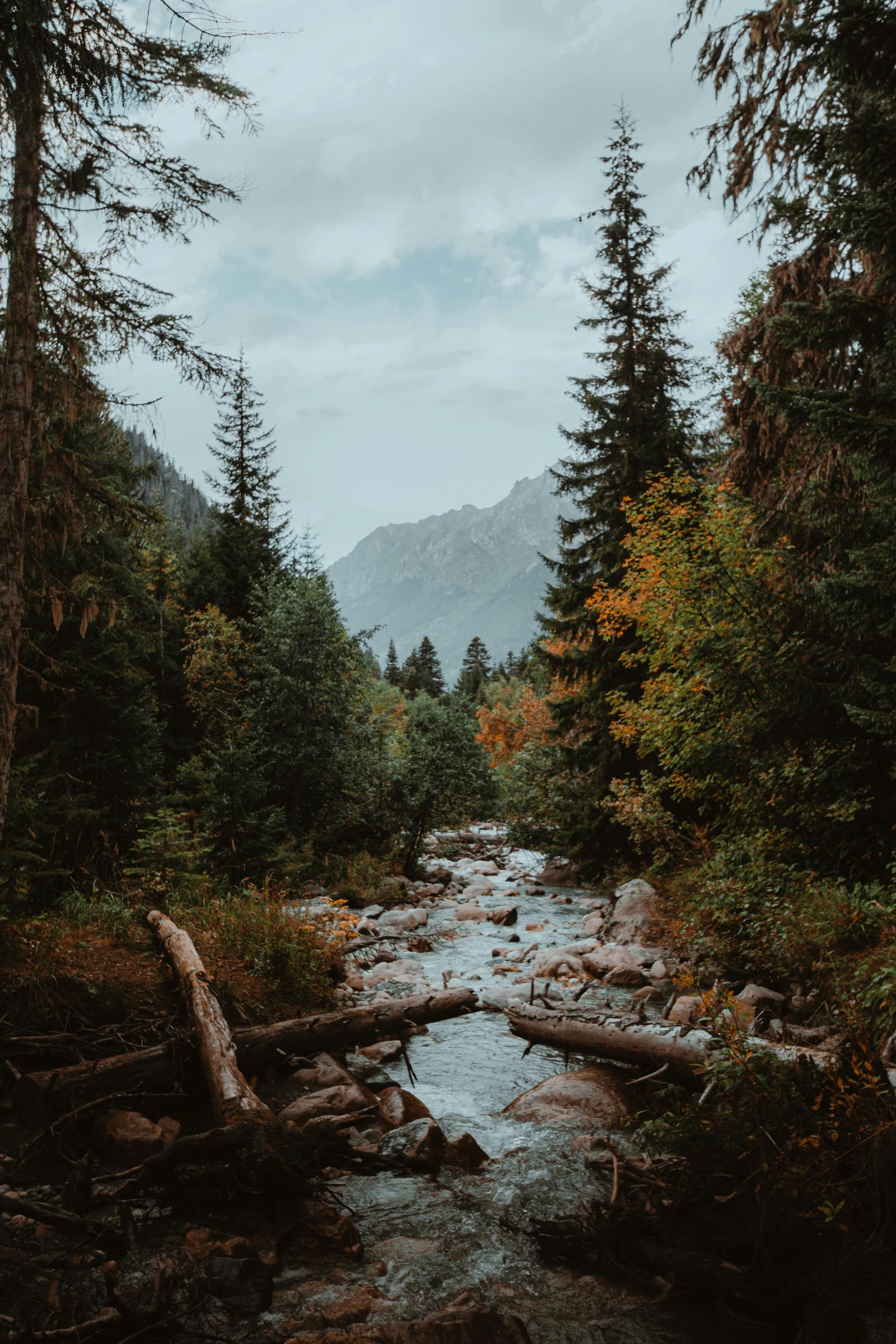 a river runs through the woods surrounded by tall trees