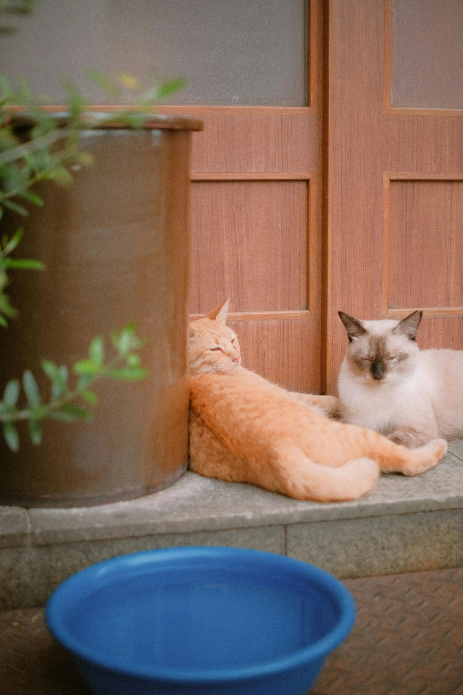 two cats on the ground near a door