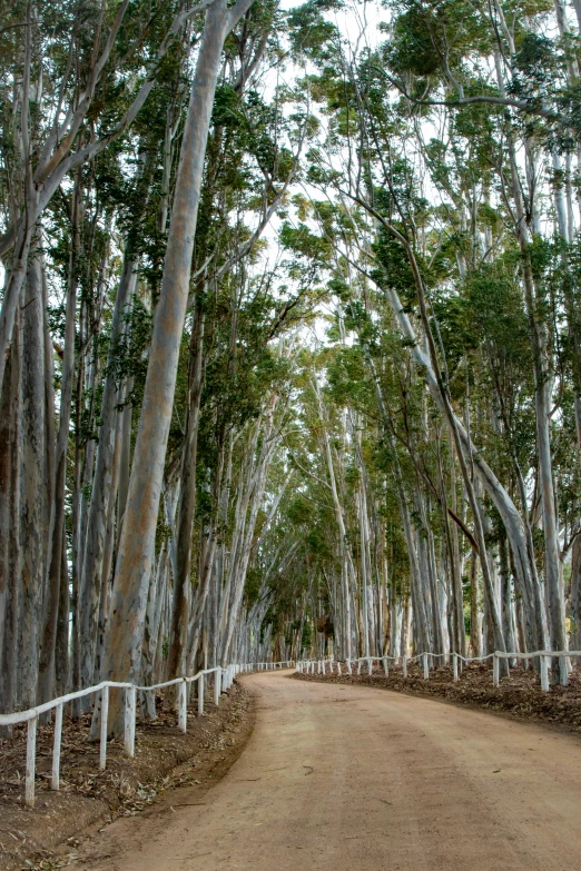 a path is between some trees and a road