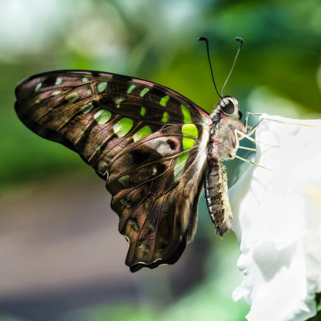 the erfly is sitting on the white flower