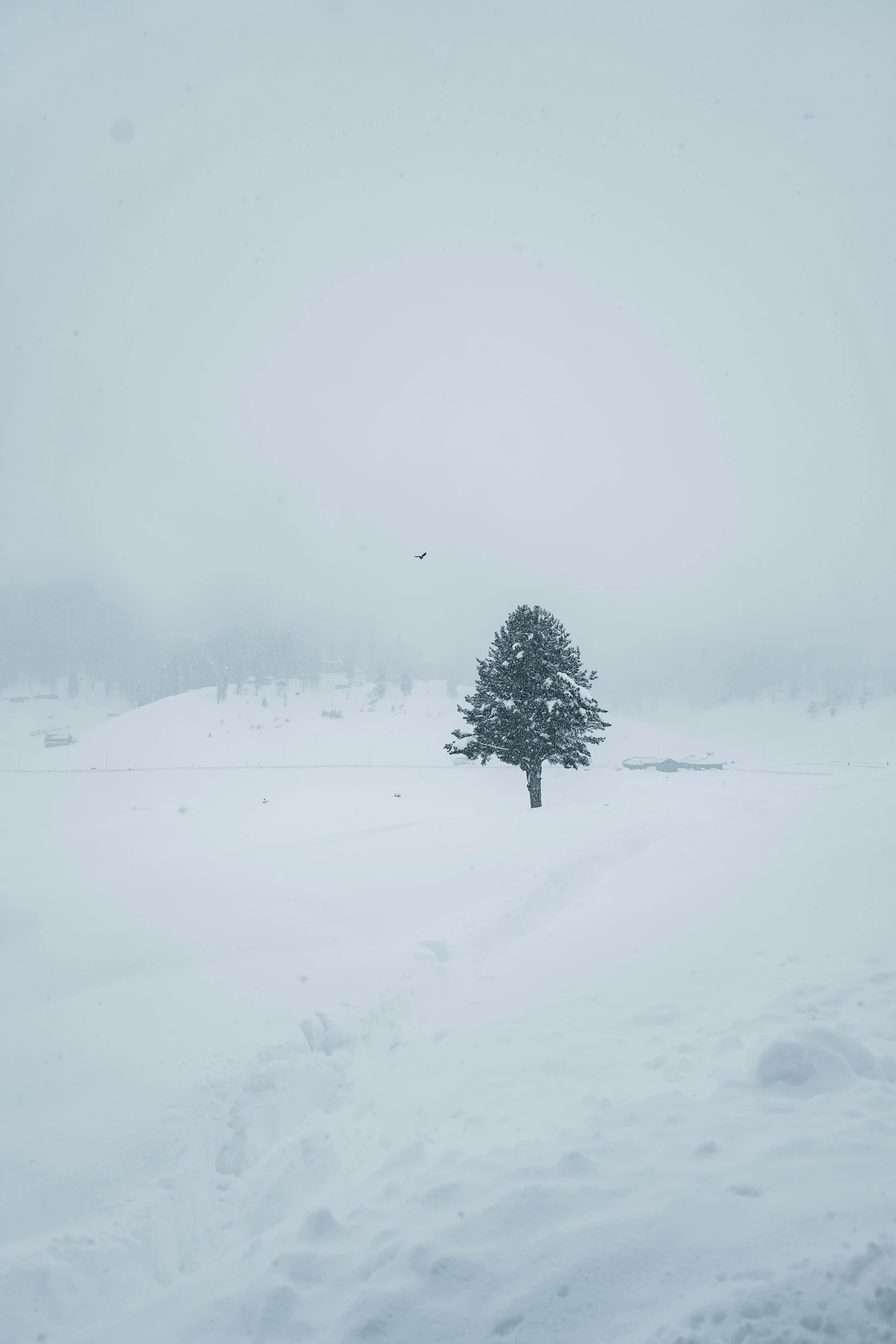 a single tree standing in a snow covered field