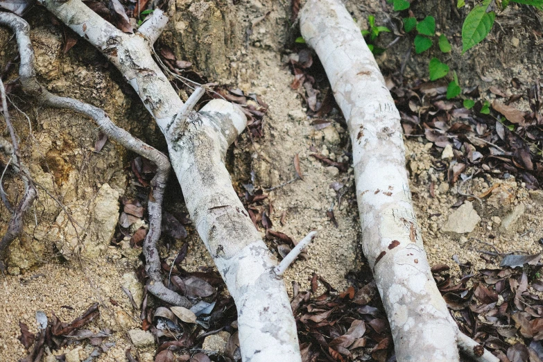 a large group of trees sitting on top of a dirt field