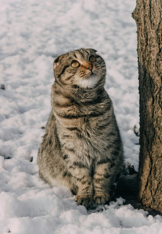 a cat with his head between two trees