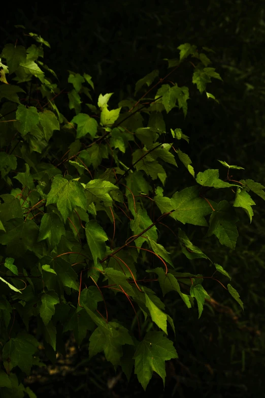 green leafy nches on dark background in daylight