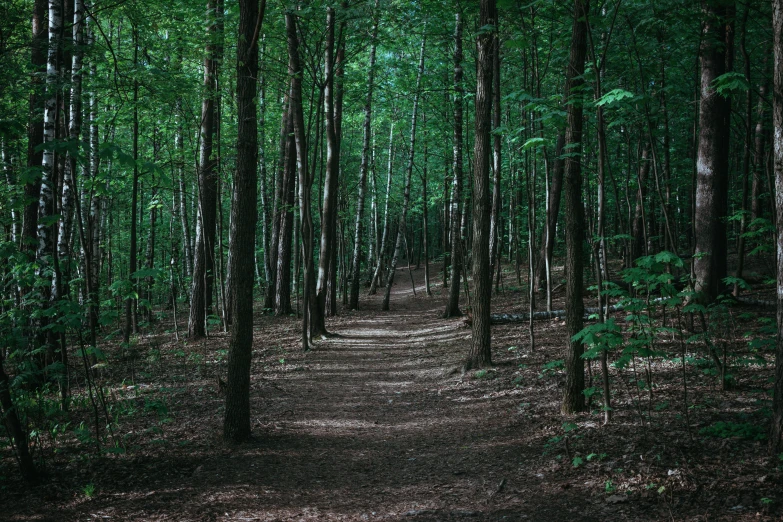 trees line the ground in a forest