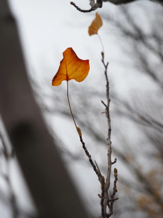 leaves that are on a tree nch