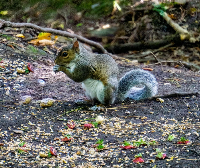 the squirrel has found the snack from the ground