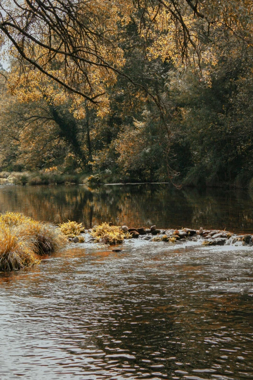 water near the shore in front of trees with yellow foliage