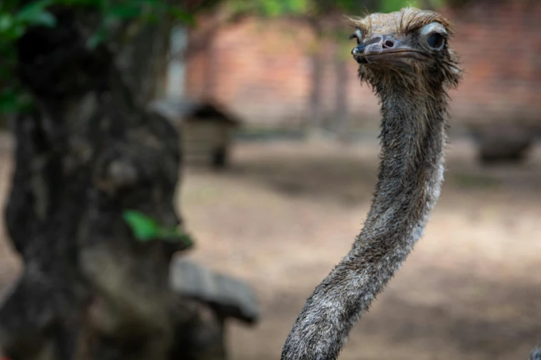 an ostrich standing by a tree with its head up