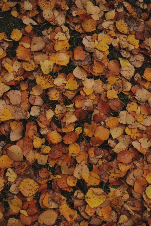 a group of yellow brown leaves on a ground