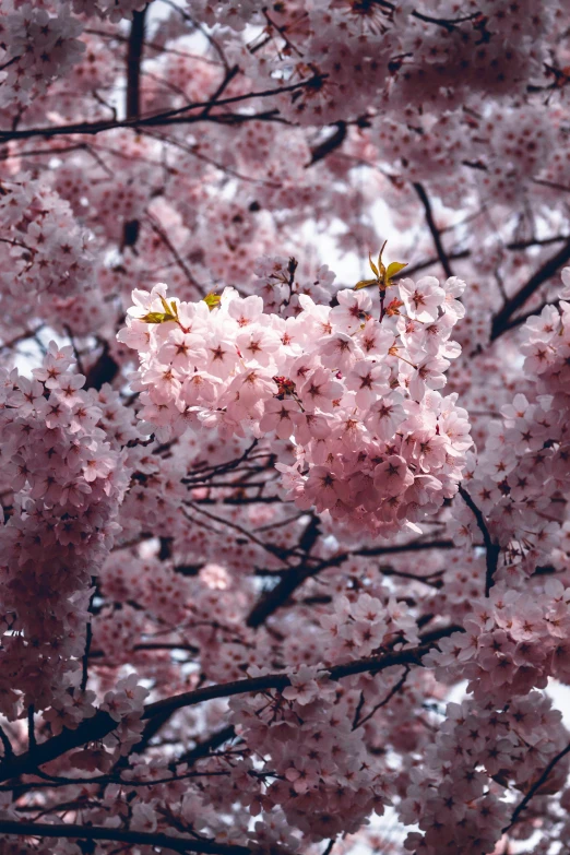 blossoming cherry trees are in bloom near the sun
