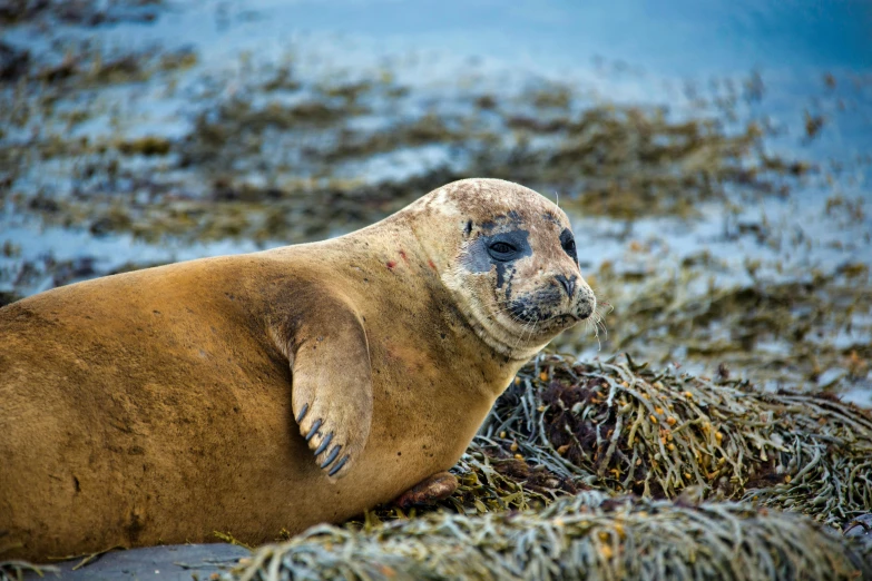 a harbor seal sitting on top of the ground