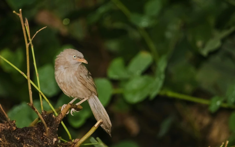 small brown bird sitting on a nch in a forest
