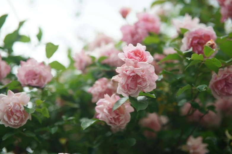 a bush with pink flowers and green leaves