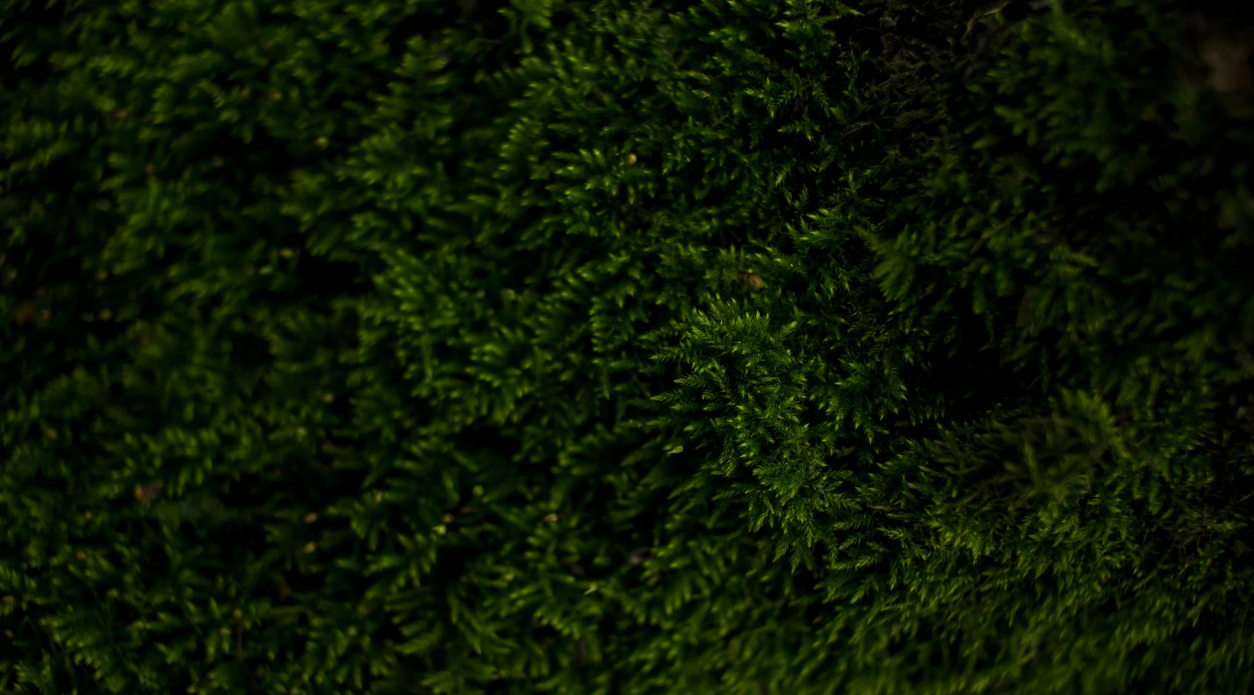 close up of green plants with lots of tiny flowers