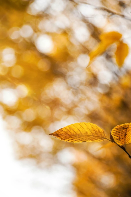 leaves on the nch are out in the sun