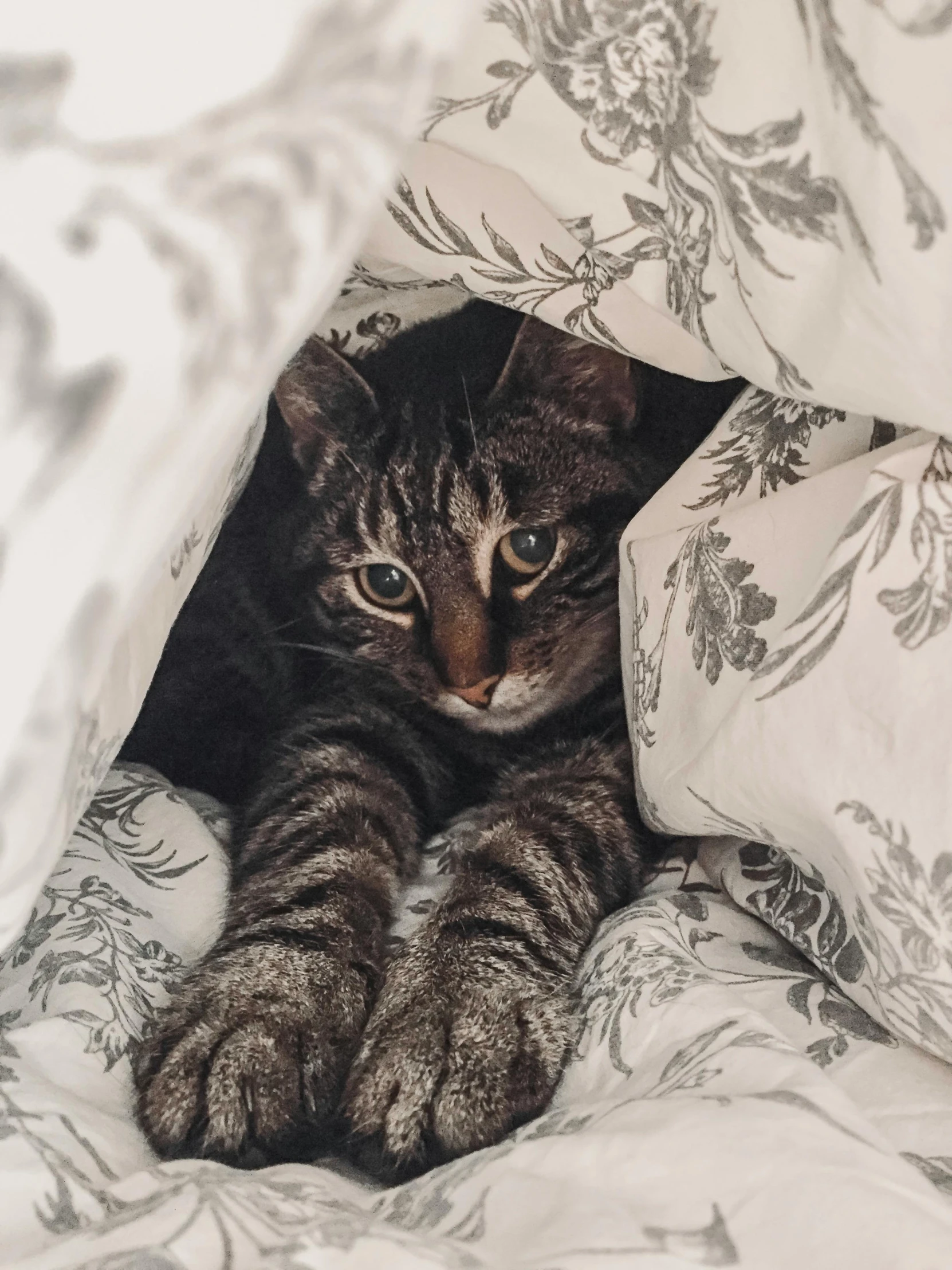 a cat hiding in the blanket of a bed