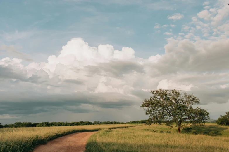 a path in a vast field under a cloudy sky