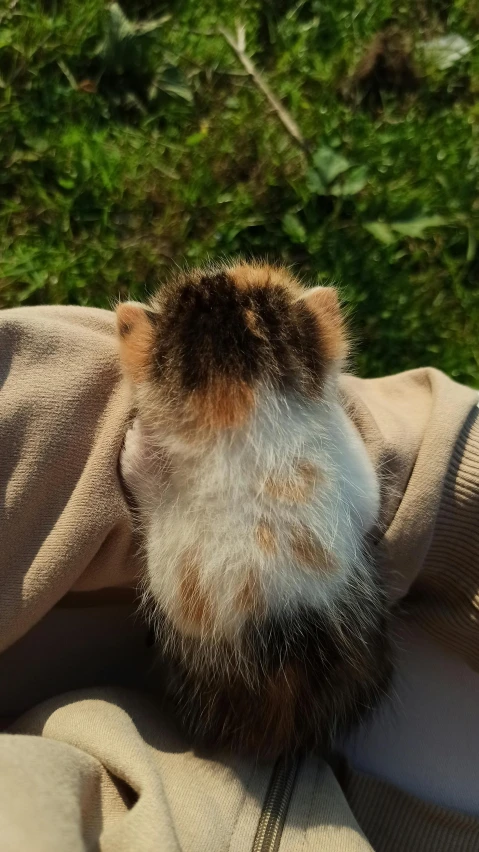 a close up of a cat's fur ball with grass in the background