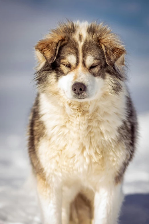 the husky is sitting on top of the snow