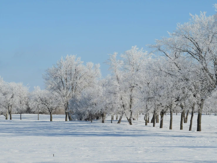 the trees have fallen down in the snowy field