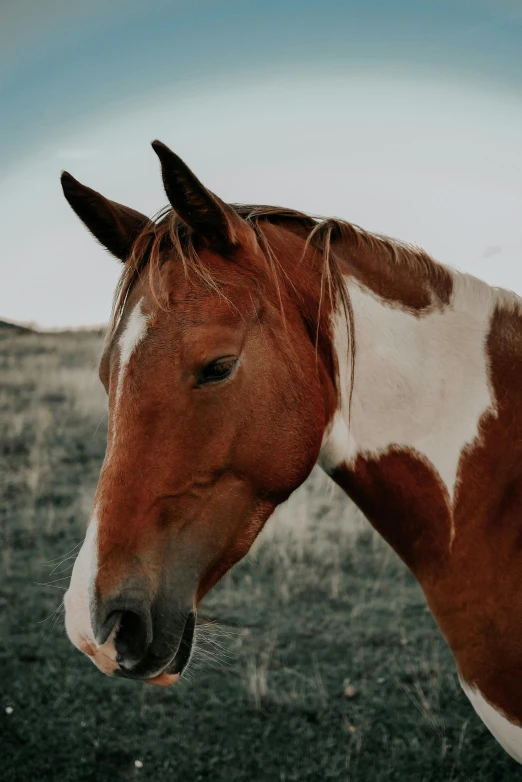 a brown and white horse is shown in the field