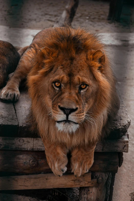 a lion rests on the wood of his enclosure