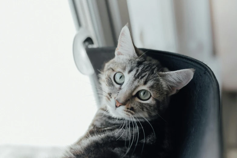 a small cat is looking over the edge of a chair