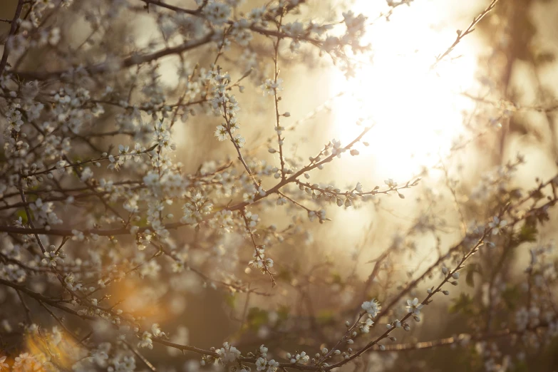 a tree nch in bloom with white flowers