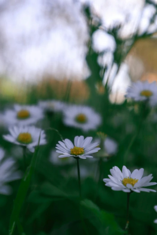 some white flowers are in a field