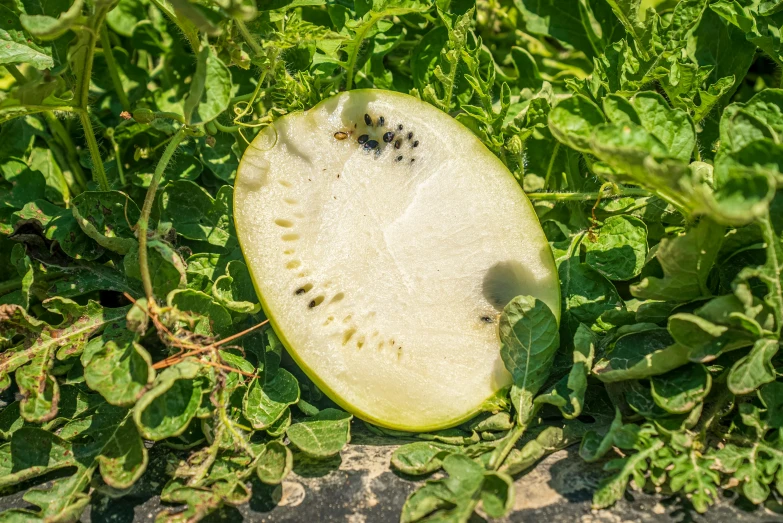 a white object with spots and black dots in some leaves