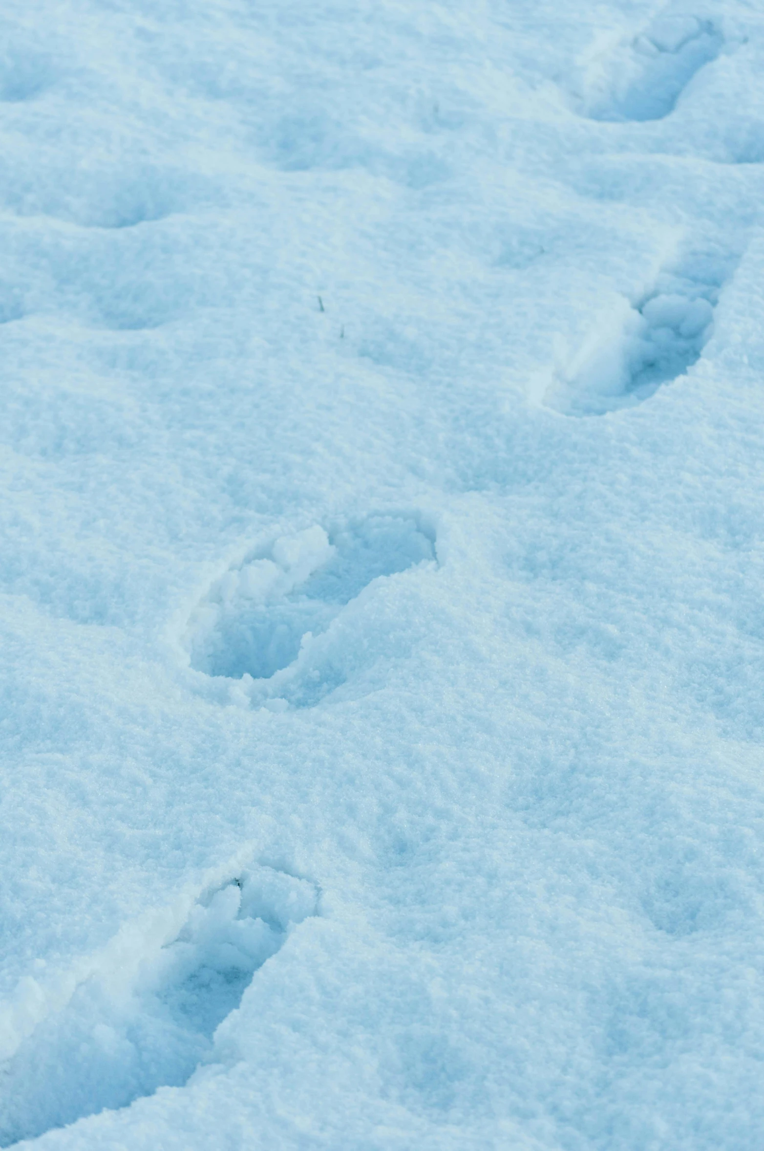 a cat paw prints in the snow looking like it's been taken a po