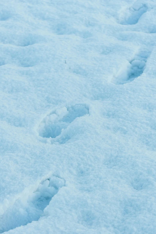 a cat paw prints in the snow looking like it's been taken a po