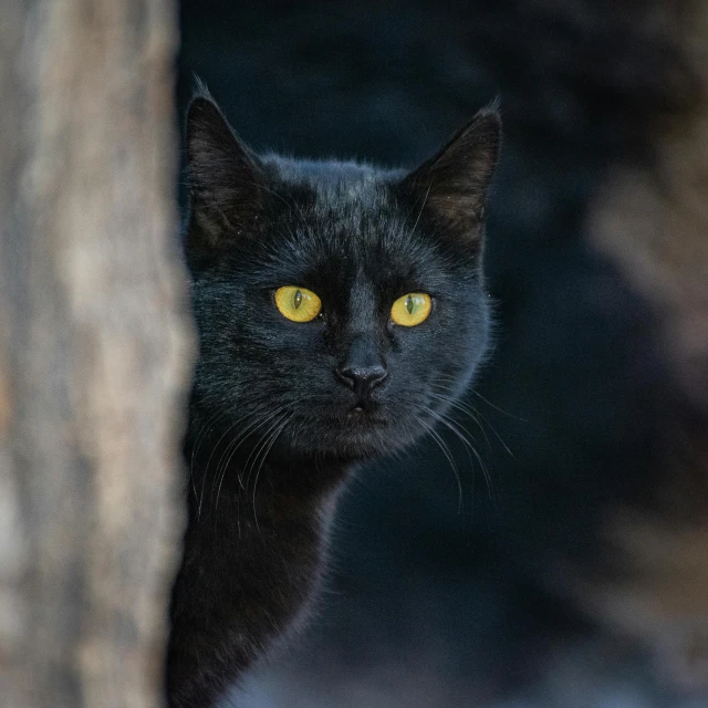 the black cat looks into the distance while standing in front of a light