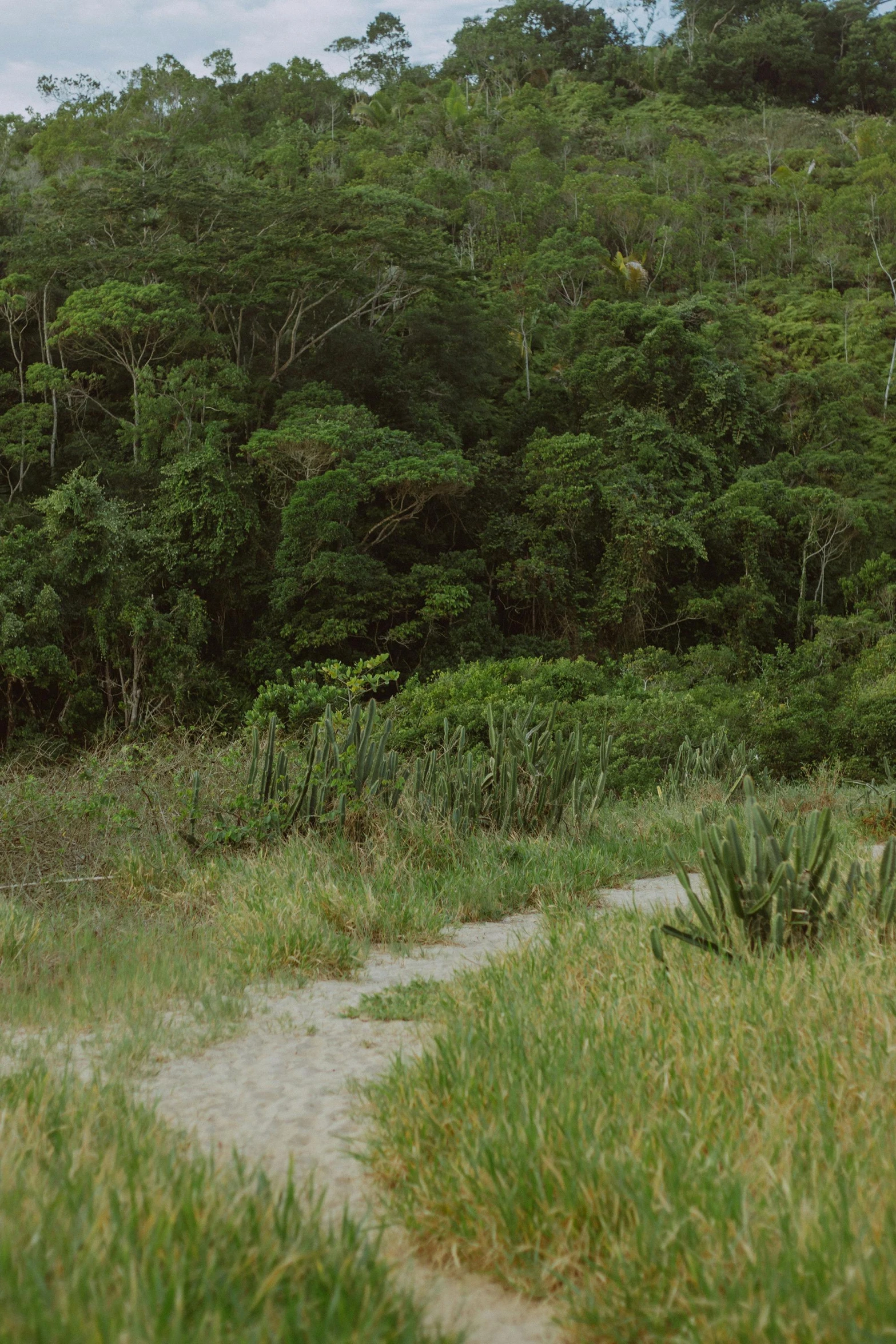 a brown bear is walking through a thick green forest