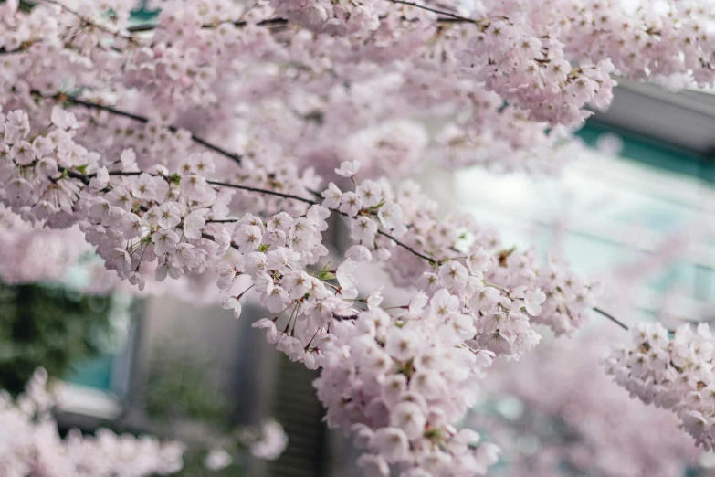 pink cherry blossoms in bloom outside a building