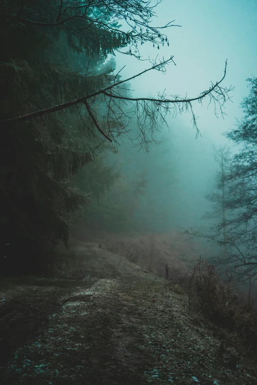 a forest filled with fog and mist in the night