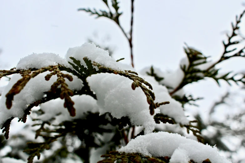 snow is covering a nch against a gray sky